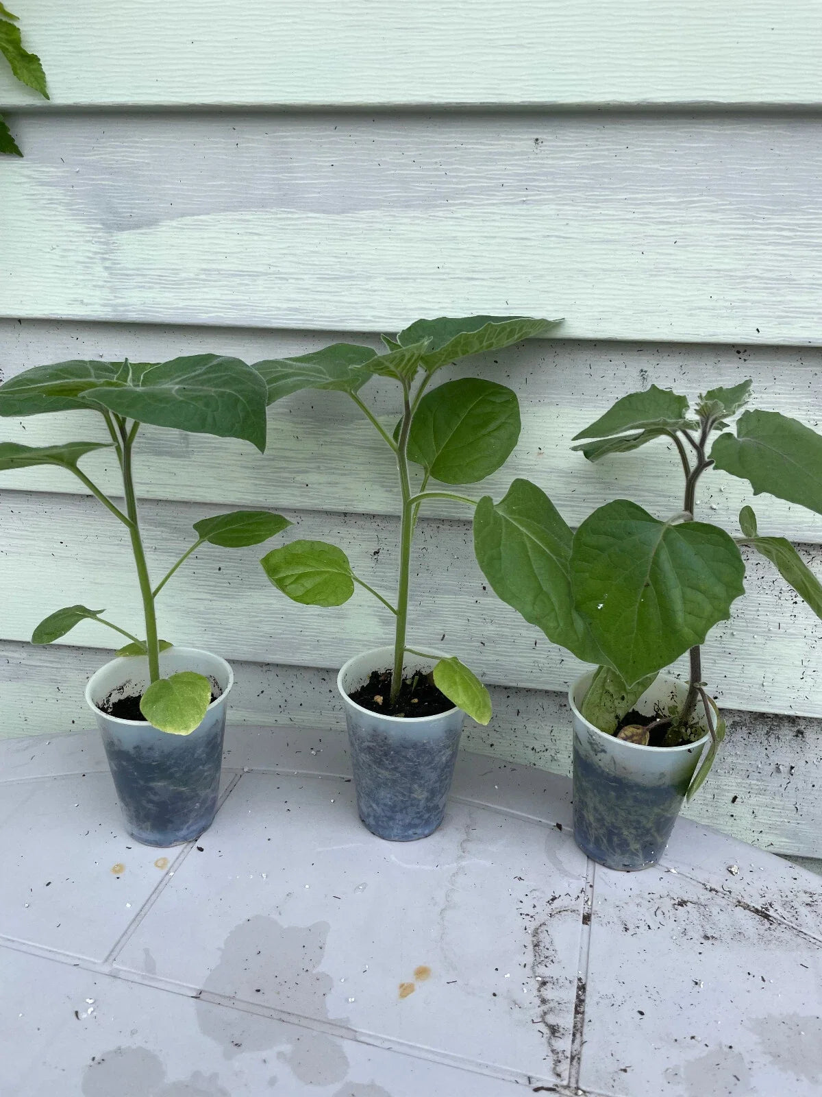 Ground Cherry Plant 14-16" | Cape Gooseberry, Goldenberry, Physalis peruviana | Live Plant for Garden or Container