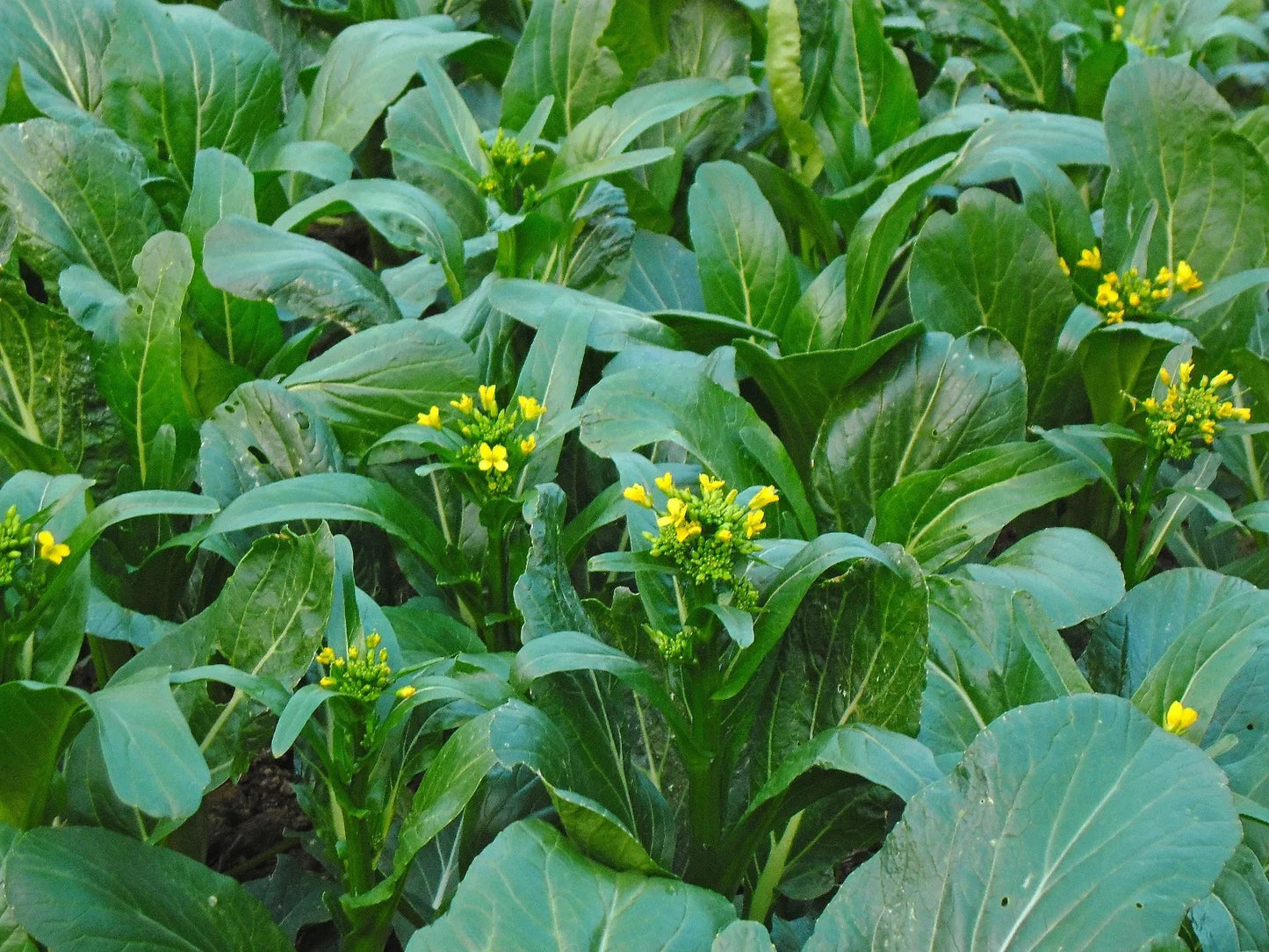 Asian Yu Choy Seeds - 200+ Brassica rapa subsp. chinensis Choi Sum, Chinese Flowering Cabbage, Tender Green Vegetables