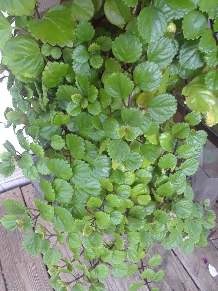 Swedish Ivy Cuttings 5 Pack - Plectranthus verticillatus Indoor Houseplant Propagation, Trailing Foliage, Easy Care