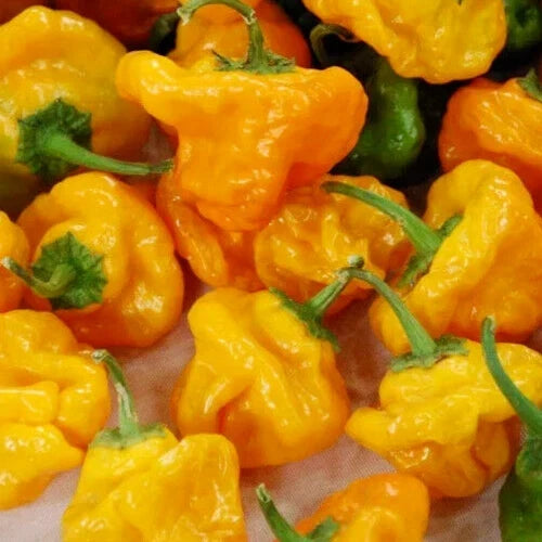 Jamaican Yellow Mushroom Hot Pepper Seeds, Spicy Capsicum chinense, 30+ Seeds for Culinary Use, Free Shipping