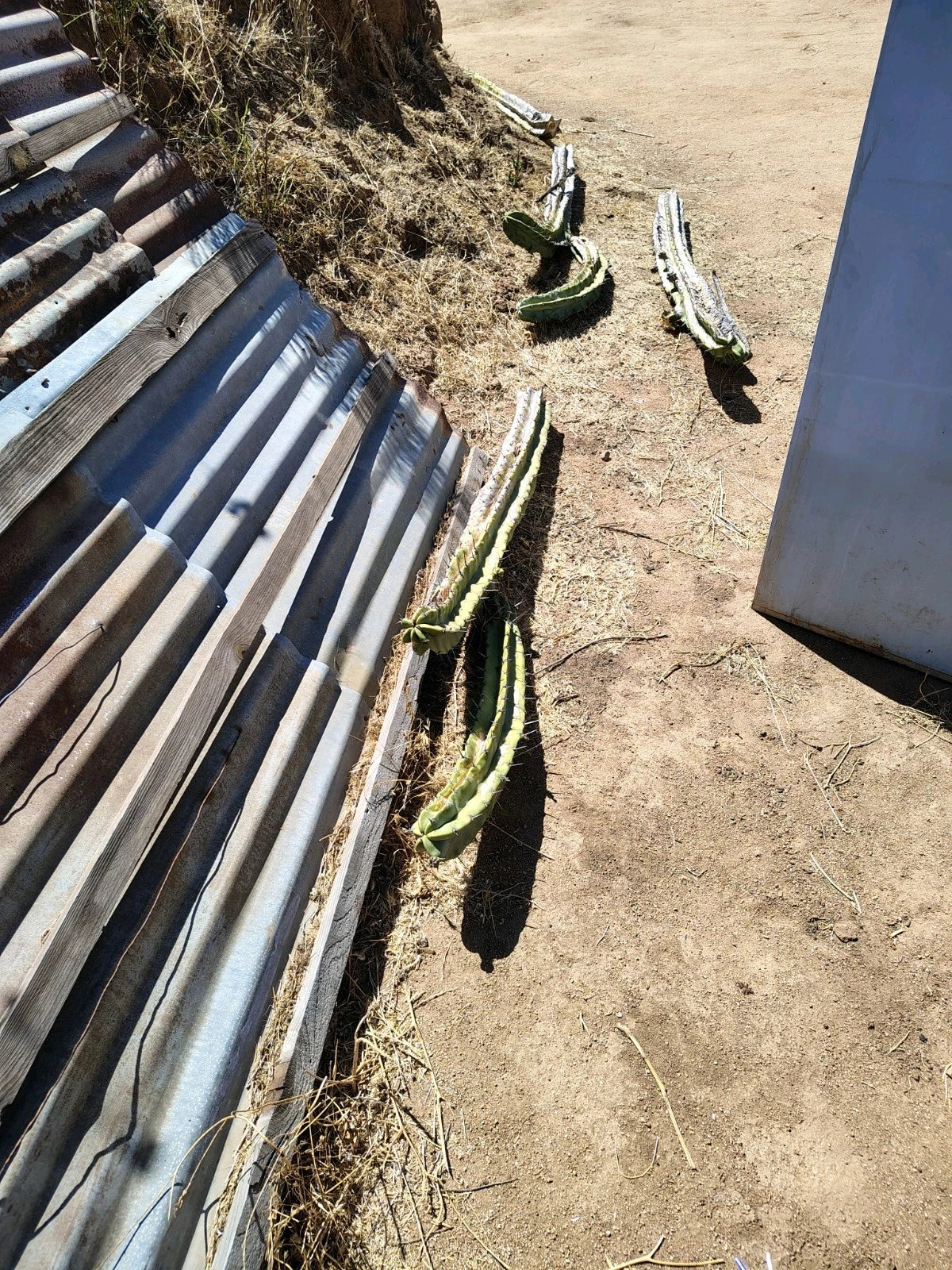 Giant Cactus Cuttings - Healthy Carnegiea gigantea Plants for Indoor and Outdoor Gardens