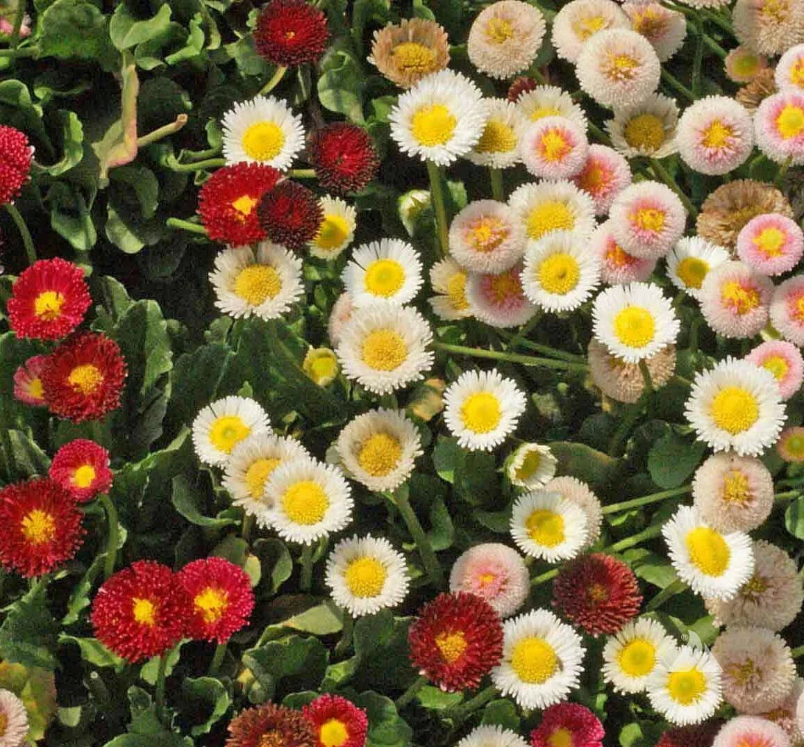 English Daisy Wildflower Seeds - Bellis perennis, Non-GMO Heirloom, Easy to Grow
