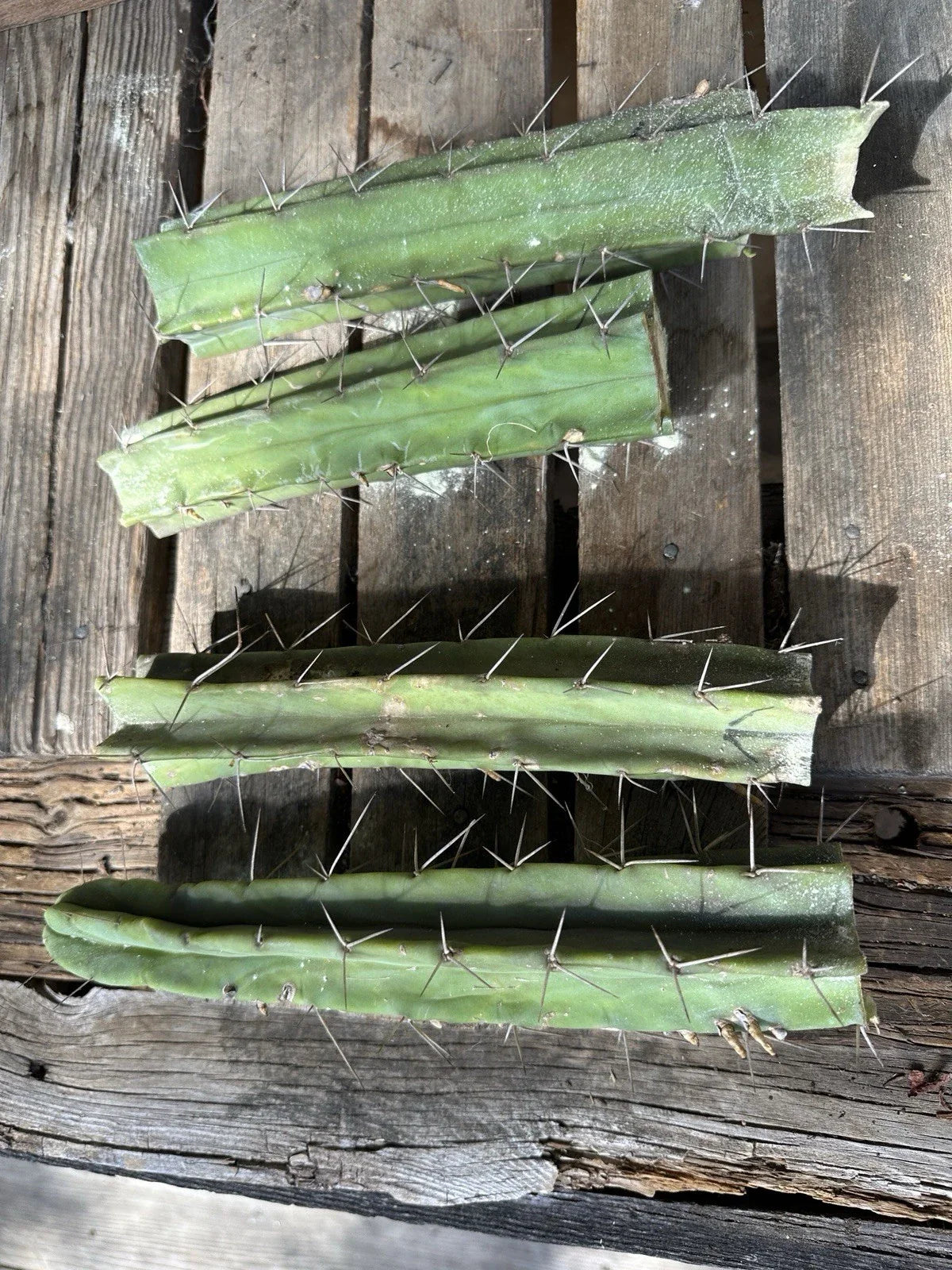 Echinopsis Bridgesii Lageniformis Cactus Cuttings – 4 Pieces for Propagation, Succulent, Indoor & Outdoor Plant