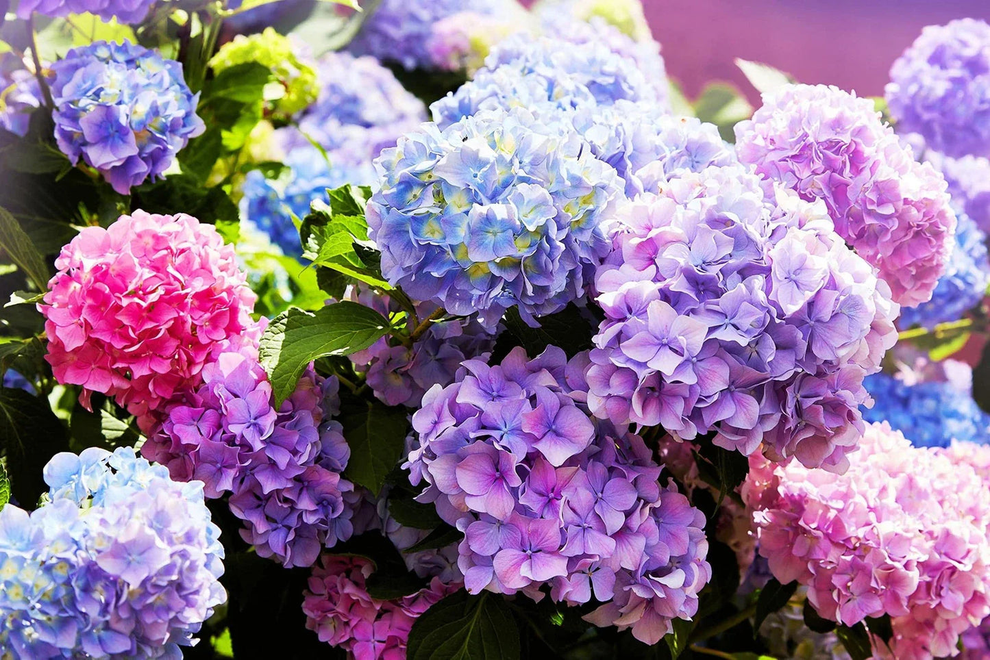 Mixed Color Hydrangea Seeds - 50 Easy to Grow Hydrangea macrophylla Seeds with Large Blooms
