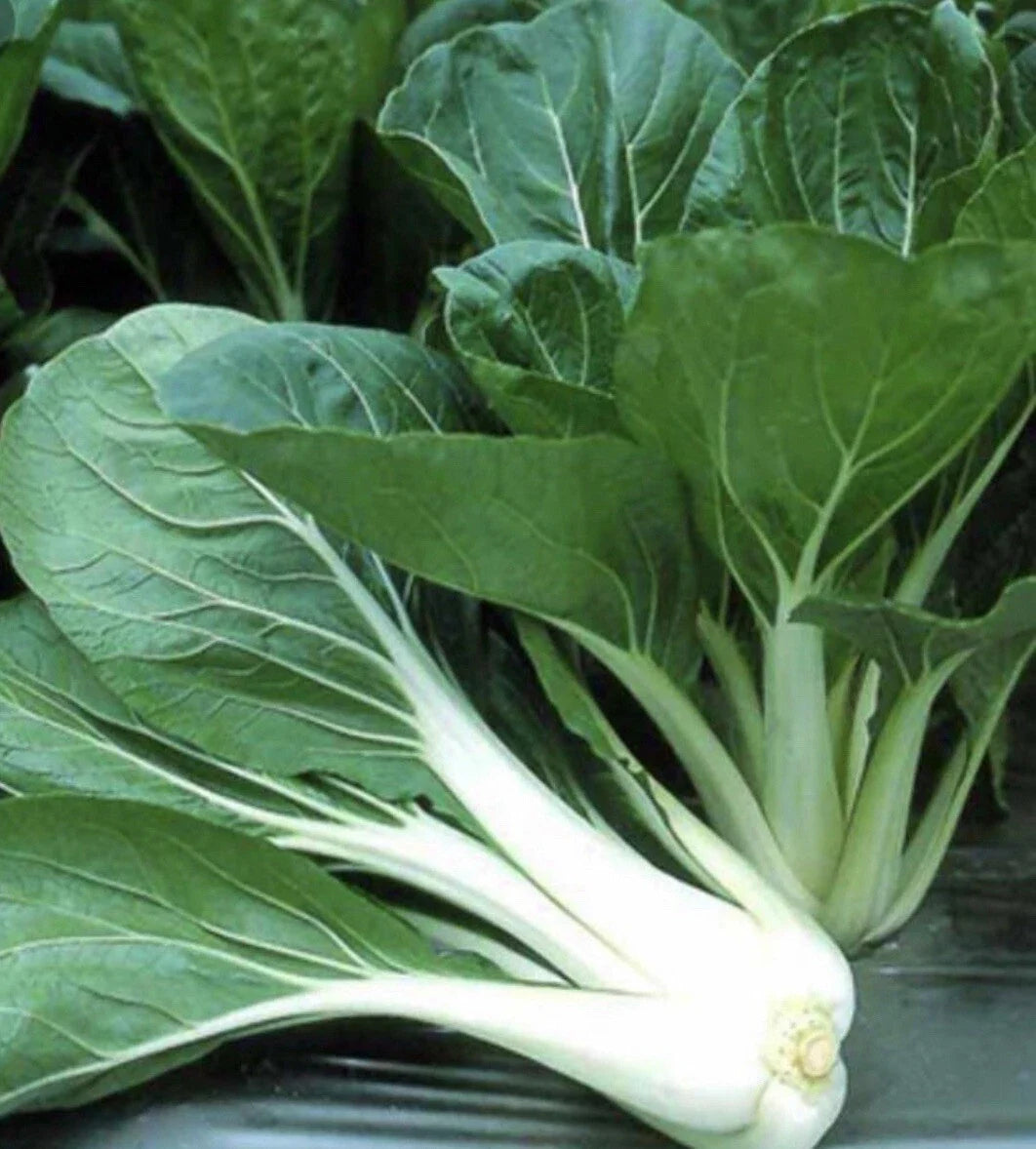 Pechay Seeds 200+ Pack | Chinese Cabbage Seeds | Pak Choi Brassica rapa subsp. chinensis | Leafy Green Vegetable