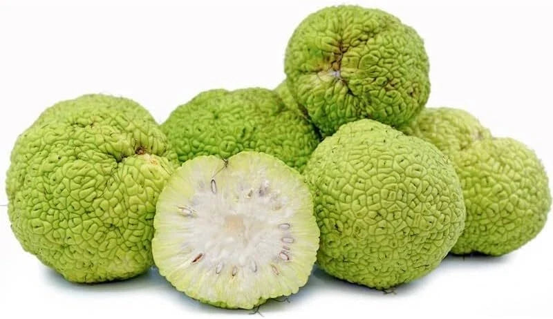 Hedge Apple Seeds - 10+ Osage Orange Maclura Pomifera for Natural Fencing and Landscaping