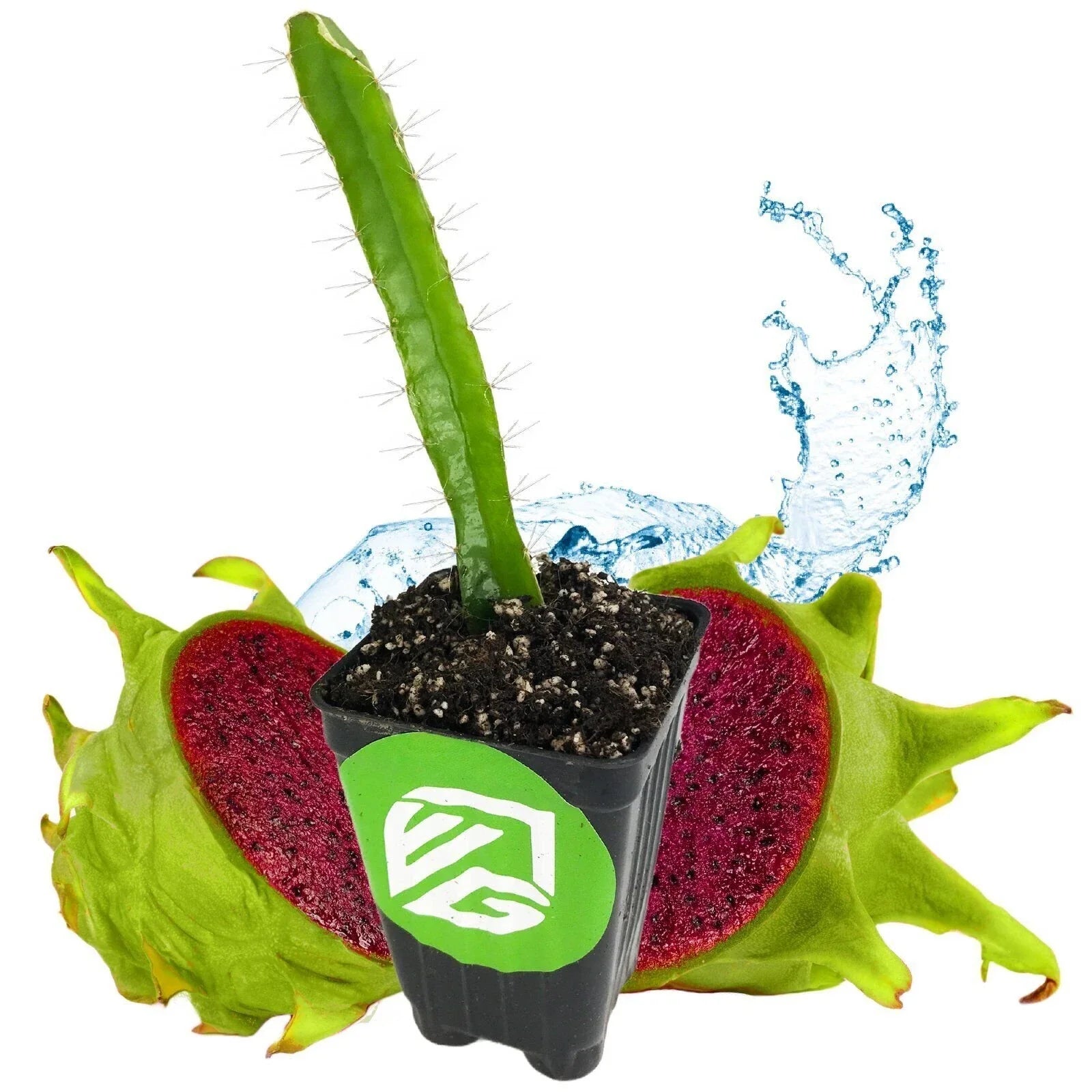 Edgar's Baby Dragon Fruit Plant - 3-Inch Pot Hylocereus undatus Live Cactus for Indoor Garden or Outdoor Decor