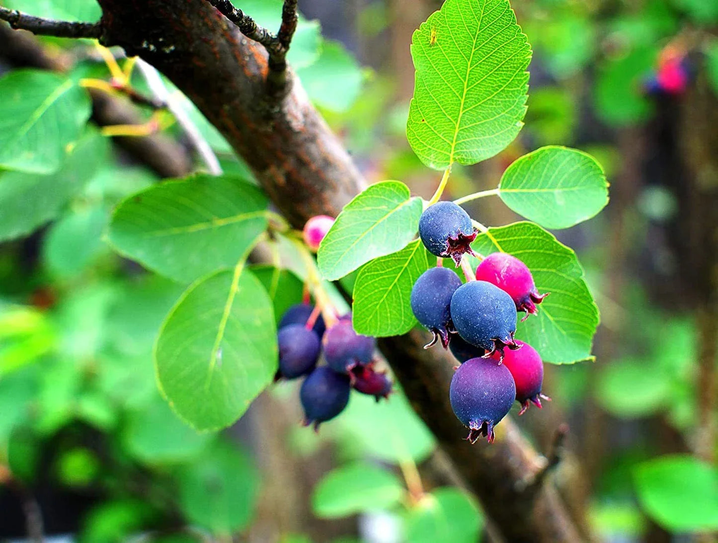 Saskatoon Serviceberry Seeds - 30 Pack Amelanchier alnifolia Hardy Fruit Bush Seeds