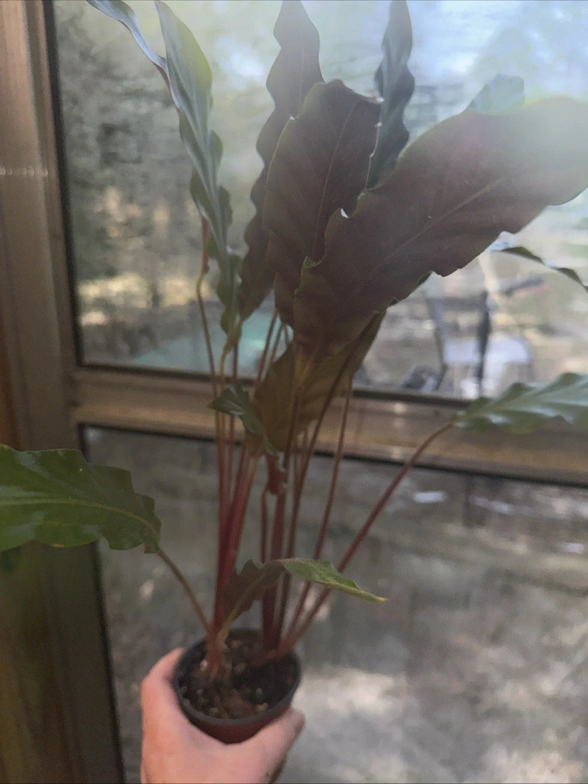 Furry Feather Calathea Plant in 4" Pot | Calathea rufibarba Indoor Houseplant | Low Light Tolerant, Easy Care