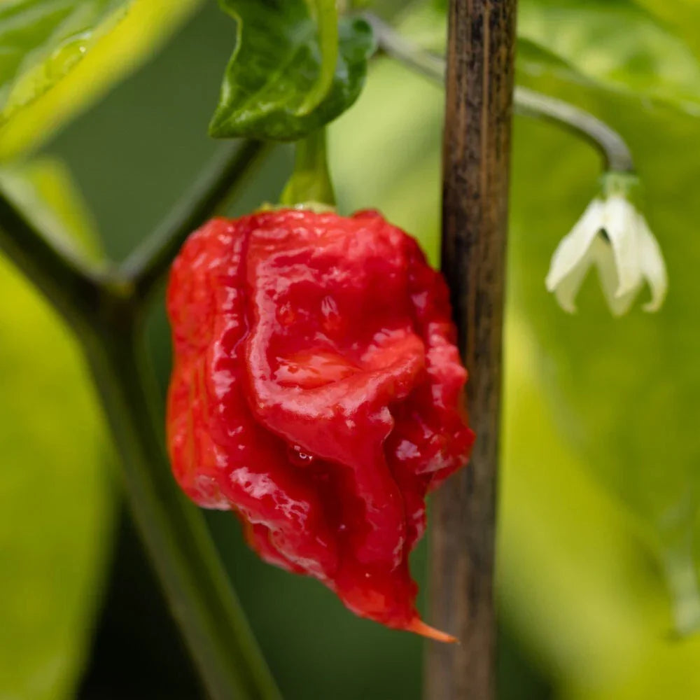Live Carolina Reaper Pepper Plants, 2 in 1 Pot - Super Hot Capsicum chinense