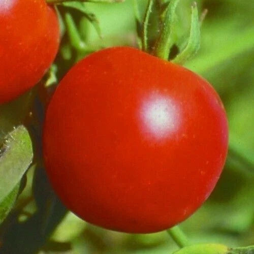 Glacier Tomato Seeds - 100+ Count, Determinate Variety for Sauces & Salads, Solanum lycopersicum, Compact Growth