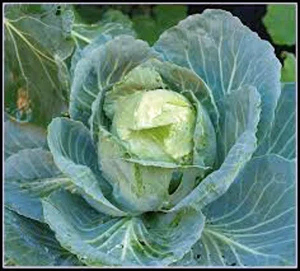 Cabbage Seeds - 100 Heirloom Non-GMO Golden Acre Brassica oleracea for Fresh Salads and Cooking