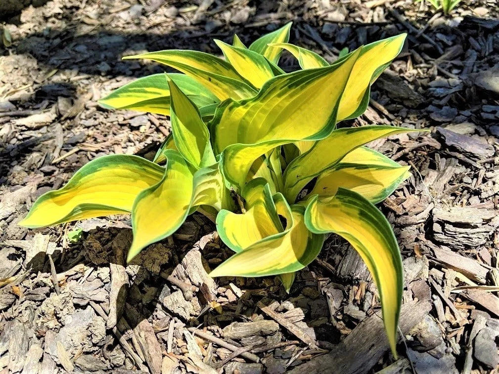 Hosta 'Orange Marmalade' Perennial Plant – Well-Rooted, Golden-Orange Foliage, Shade Garden, Low Maintenance, Hosta hybrida