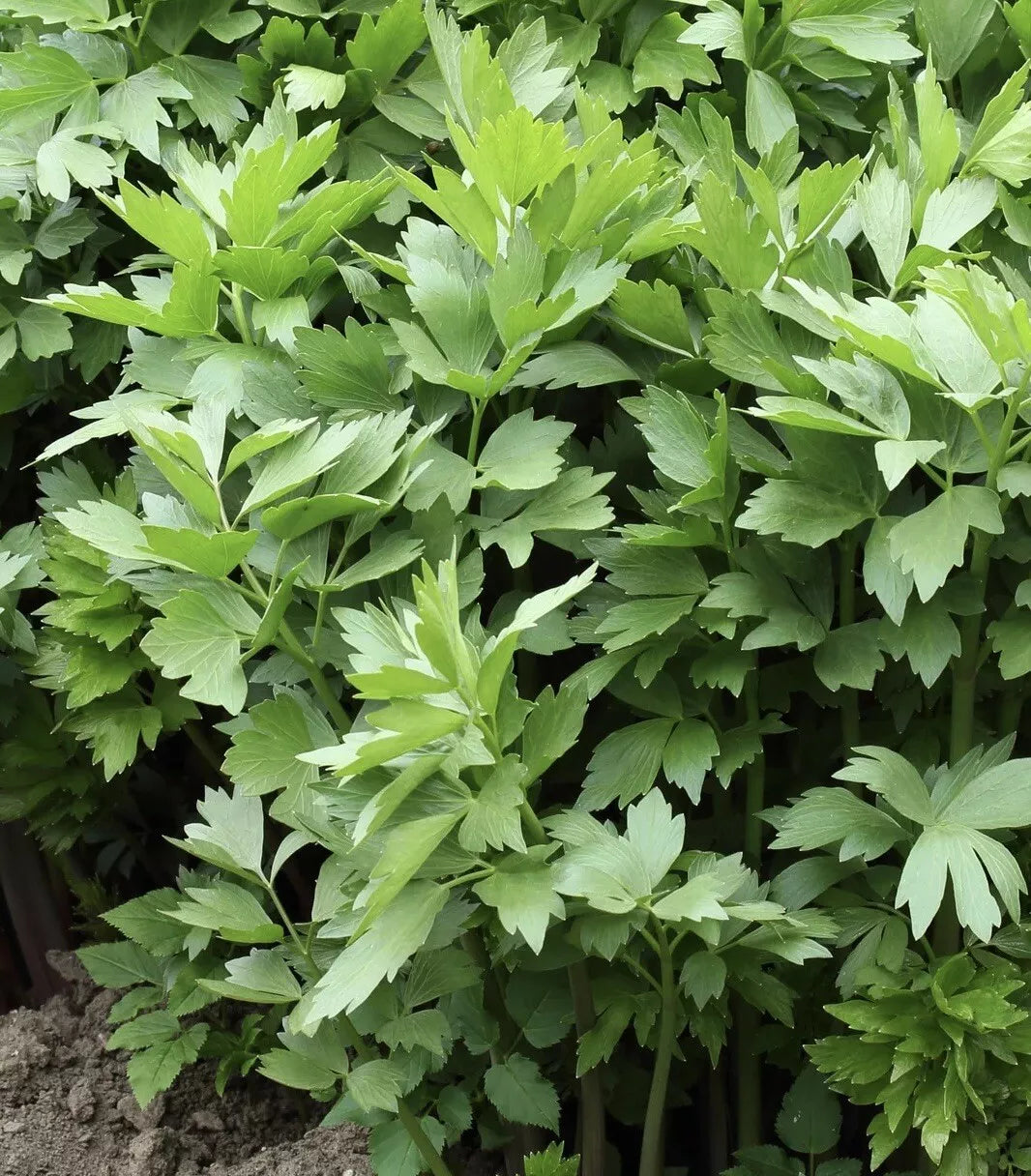 Lovage Seeds 200+ Non-GMO Open Pollinated Medicinal Herb Seeds Levisticum officinale