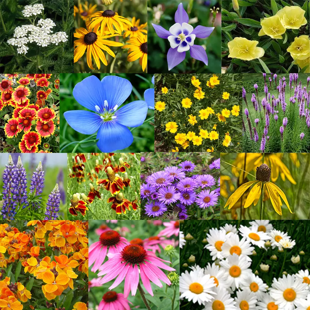 Perennial Flower Seed Mix | 17 Varieties | Colorful Wildflowers for Pollinators