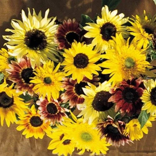Sunflower Seeds Monet's Palette Mix - Pollenless Cut Flower - 25 Seeds