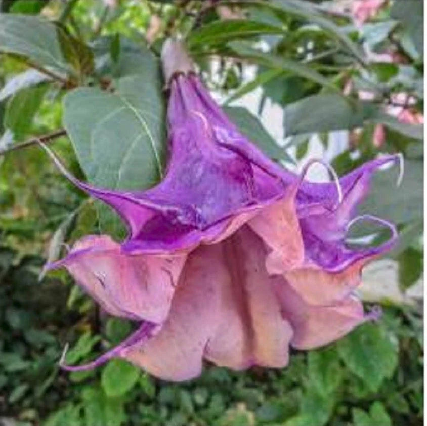 Angel Trumpet Seeds - 10 Sandra Cansa Brugmansia suaveolens Flower Seeds for Garden, Container, Landscape