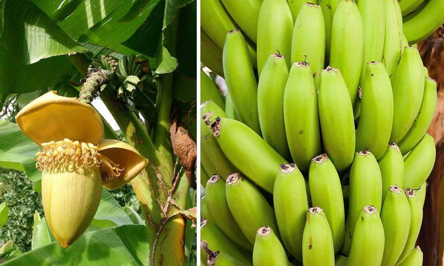 Cold Hardy Banana Tree Starter Plant - Musa basjoo Small Rooted Tropical Indoor/Outdoor