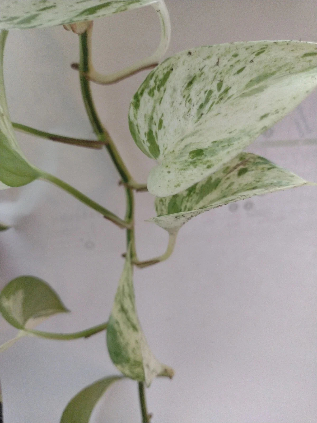 Pothos Cuttings 2-3 Nodes Non-Rooted Epipremnum Aureum Houseplant Propagation Indoor Greenery