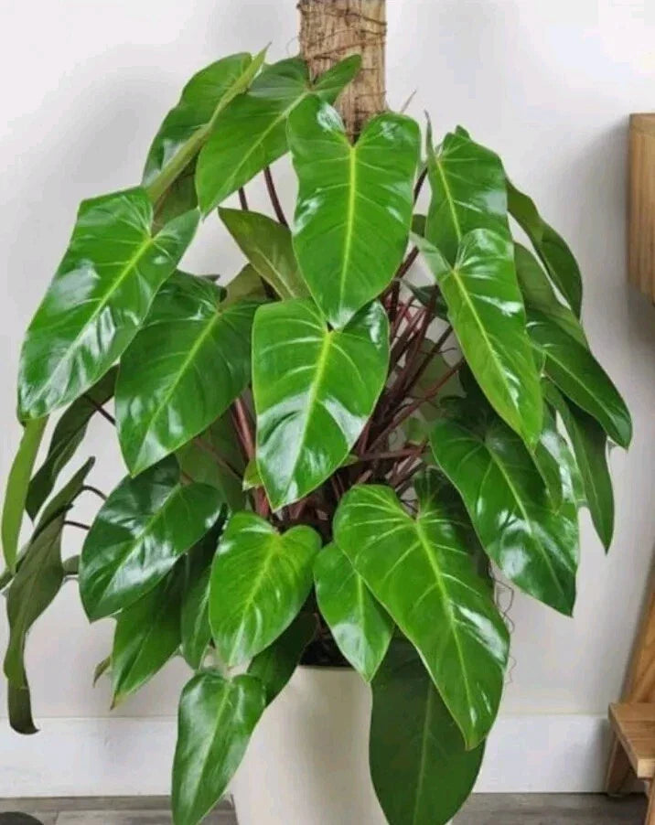 Syngonium Cuttings White Butterfly Arrowhead Plant Live Indoor Propagation Vine