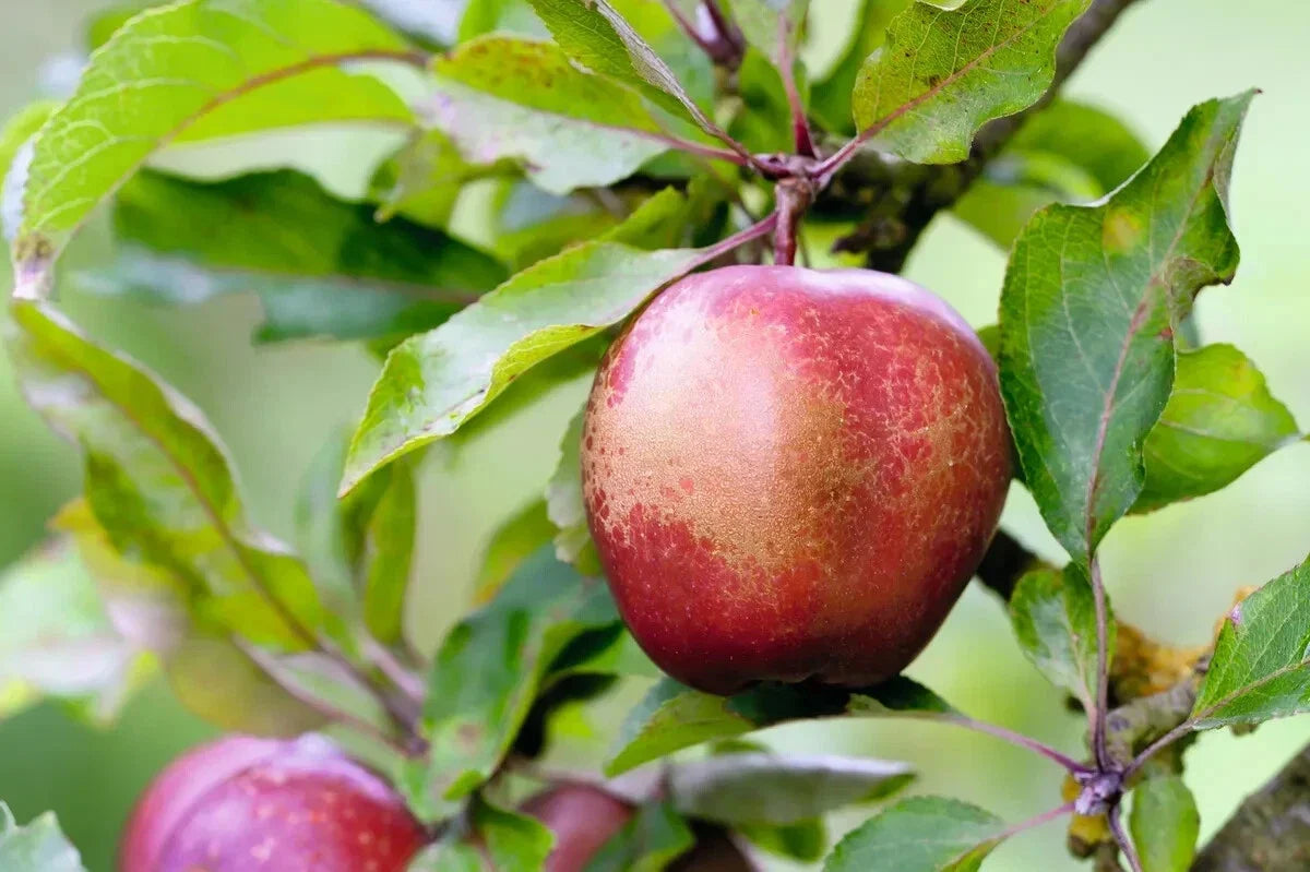 Wisley Crabapple Seeds - 25+ Malus x zumi 'Wisley' for Garden Planting, Flowering, Pollinator Attractant