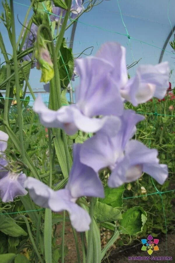 Chatsworth Sweet Pea Seeds - 50+ Pack, Fragrant Climbing Flower, Lathyrus odoratus, Garden Planting, USA Grown
