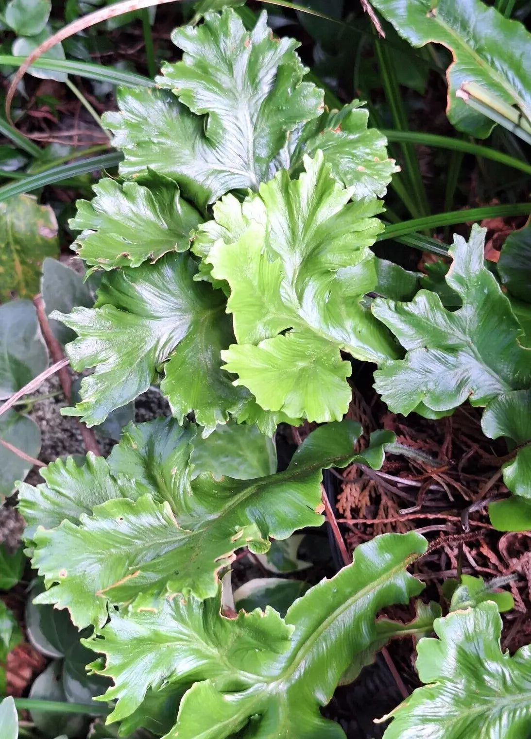 Crested Tongue Fern Seeds 1000 Spores, Hardy Indoor & Garden Fern, Asplenium scolopendrium, Shade-Loving, Low Maintenance