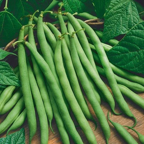 Organic Bush Bean Seeds - Provider Variety, Non-GMO, Heirloom, Vegetable Garden, 75 Seeds, Phaseolus vulgaris