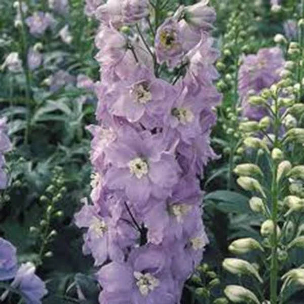 Giant Imperial Larkspur Seeds - 100+ Packets for Cut Flowers - Delphinium ajacis - Bright Colorful Blooms for Gardens