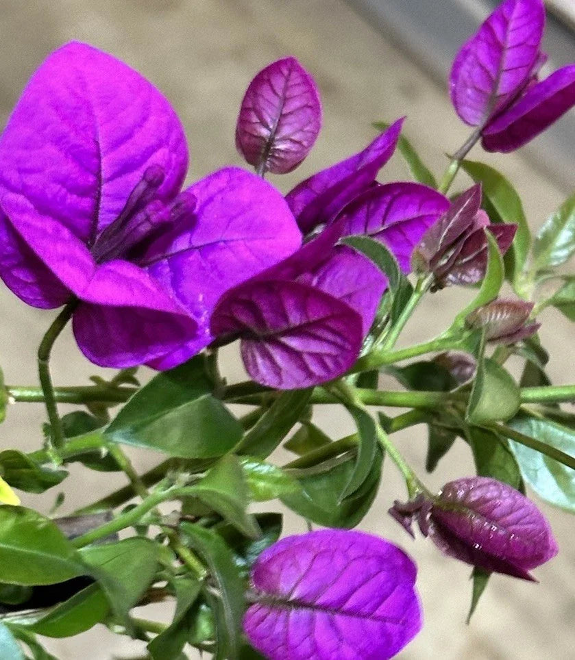 Bougainvillea Plant Live Shrub 20" Purple Climbing Vine Garden Flower Tropical Landscape