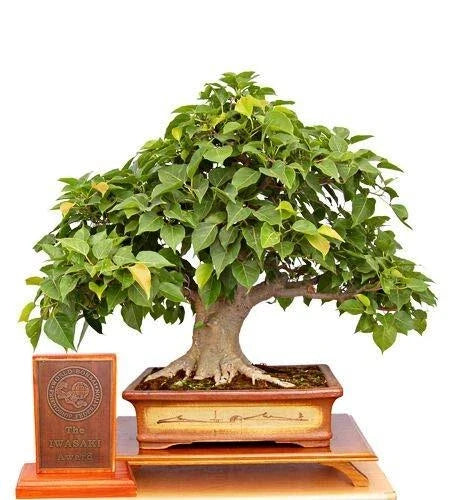 Sacred Fig Bonsai Tree Seeds - Ficus Religiosa, Indoor Plant, Bonsai Gardening Supplies, 25+ Seeds