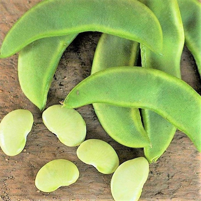 Henderson Lima Bean Seeds – Heirloom Non-GMO Phaseolus lunatus Baby Butter Beans for Garden Planting