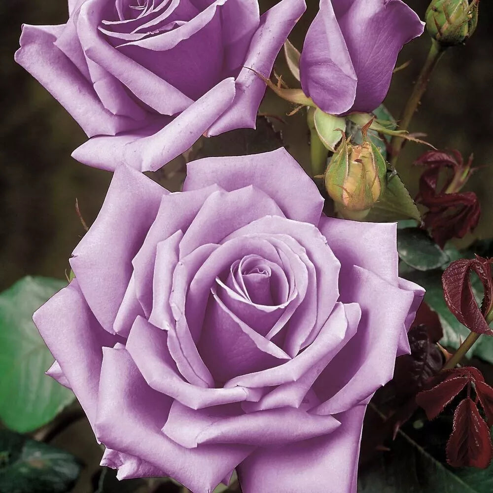 Blue Girl Rose Bush Cuttings - 3 Unrooted 6-Inch Live Lavender-Blue Flower Plants Rosa 'Blue Girl'