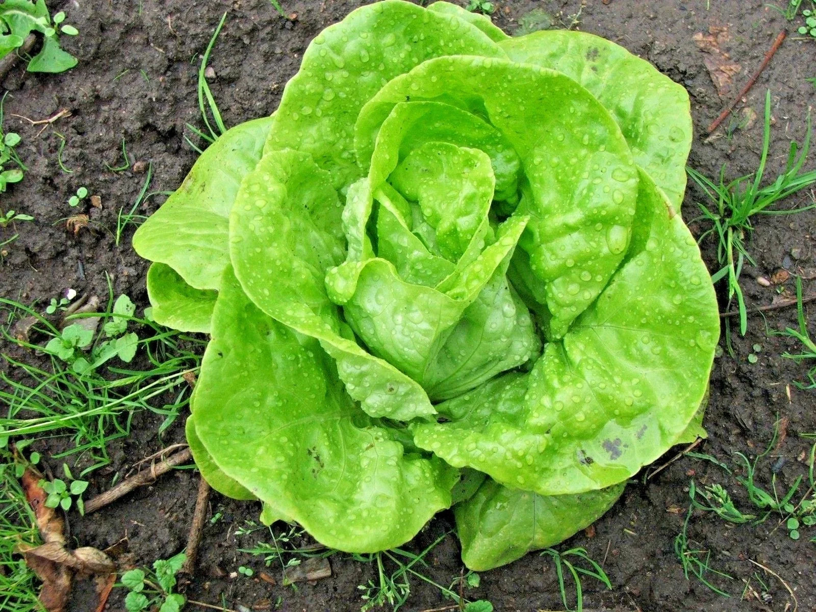 Tom Thumb Lettuce Seeds - Organic Romain Leaf Variety for Containers, Spring & Fall Gardens - Lactuca sativa