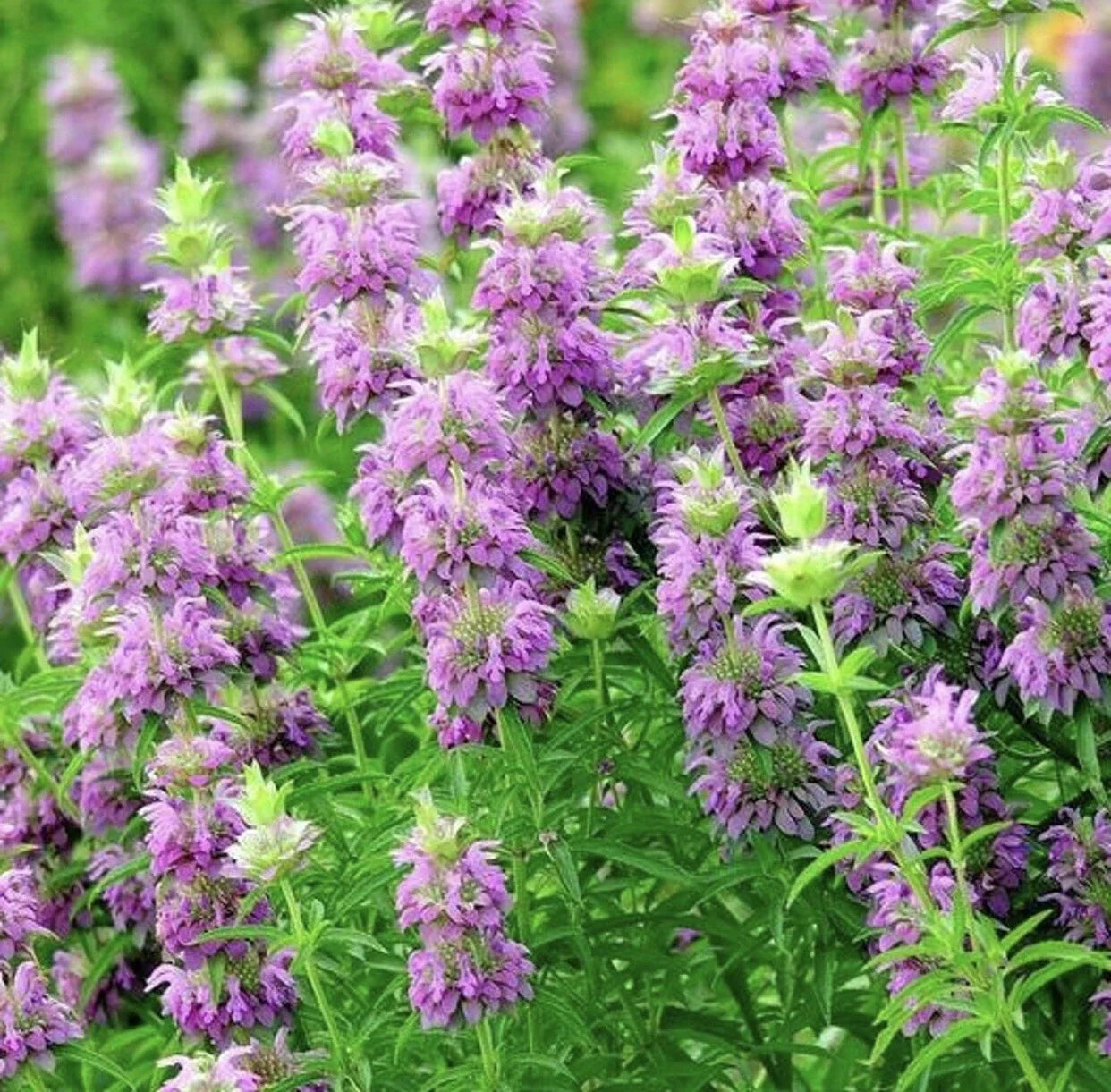Lemon Mint Seeds - 400+ Non-GMO Monarda citriodora Perennial Herb for Culinary & Aromatic Gardens
