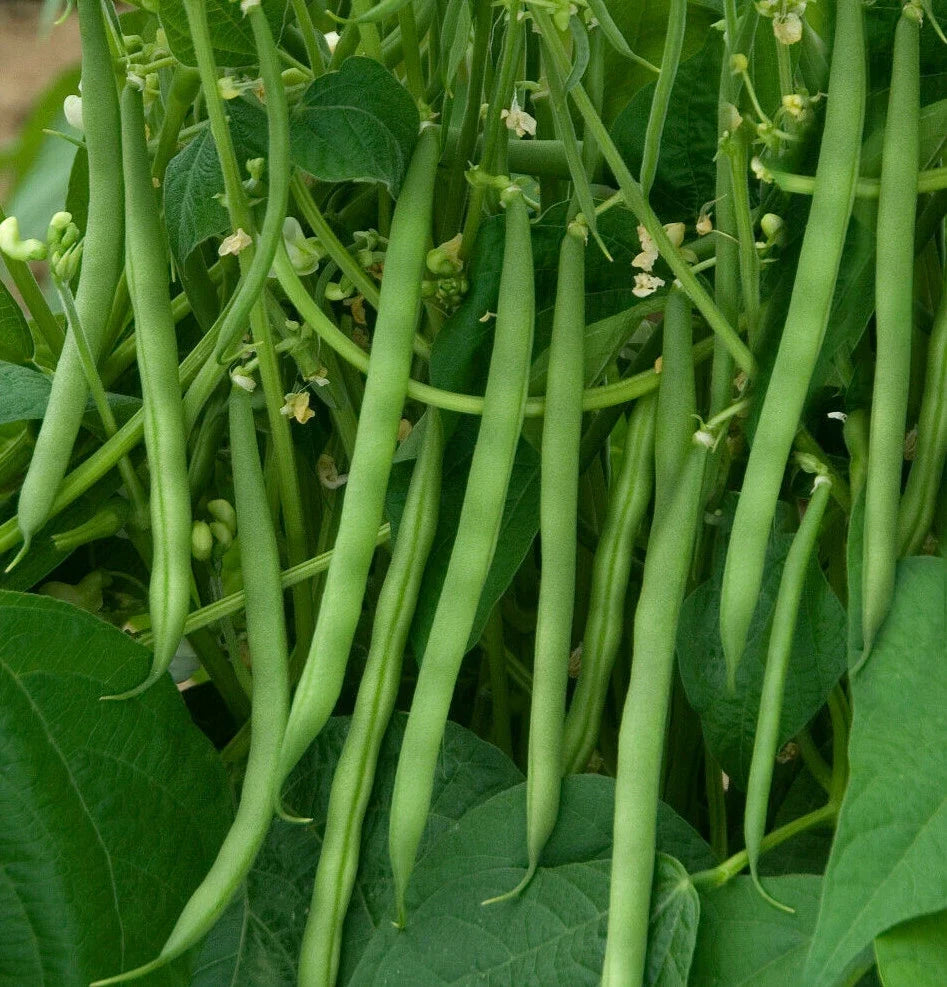 Contender Green Bean Seeds – Non-GMO Stringless Bush Vegetable Seeds – Phaseolus vulgaris – Easy to Grow, Home Garden, 100 Seeds