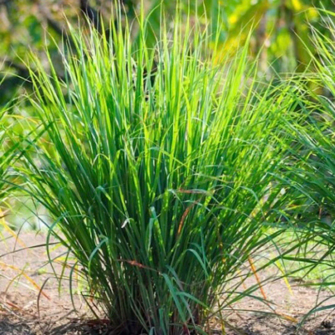 Lemon Grass Seeds 50+ Non-GMO Cymbopogon citratus Garden Seeds USA