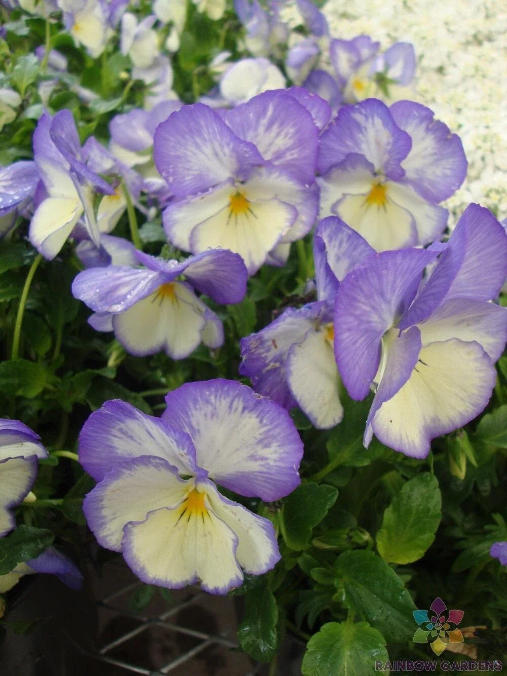Celestial Blue Moon Pansy Seeds - Viola Tricolor Var. Hortensis - 200+ Pack for Garden, Borders, Containers, USA Grown