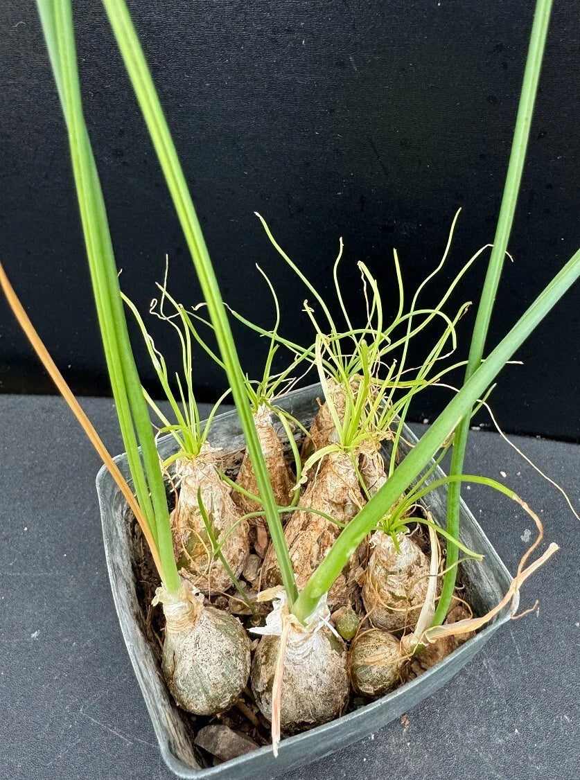 Albuca Ornithogalum Cluster Succulent Plant - Rare Rooted Variety in 2.5" Pot for Indoor and Outdoor Gardens