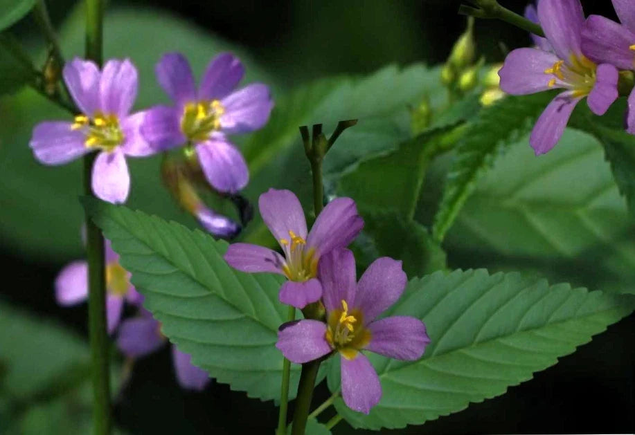 Pyramidflower Herb Seeds - Melochia pyramidata, 50+ Non-GMO Seeds for Culinary & Ornamental Use