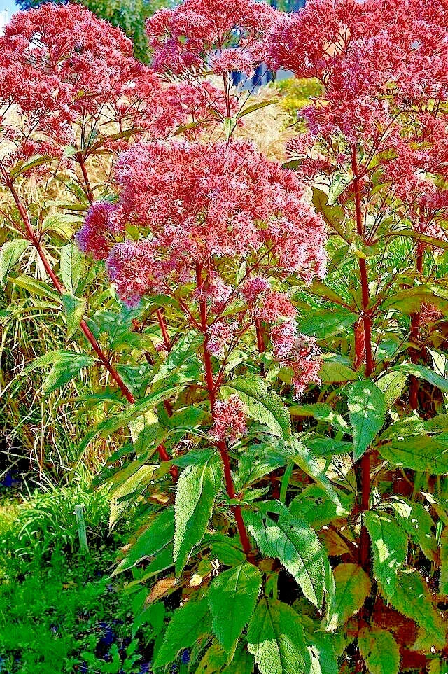 Joe Pye Weed Seeds 1000 Count - Eupatorium purpureum Tall Wildflower Bulk Seeds