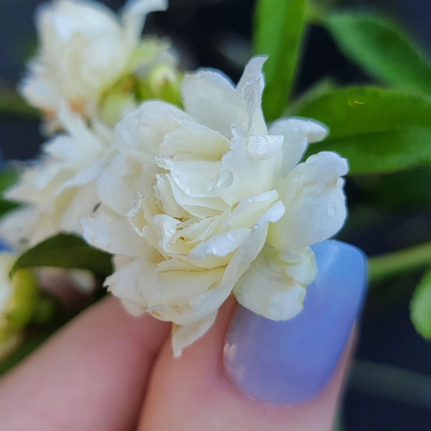 Lady Banks White Rose Bush Plant – Live Own-Root Climbing Rose with Fragrant Double Blooms – Rosa banksiae 'Alba'