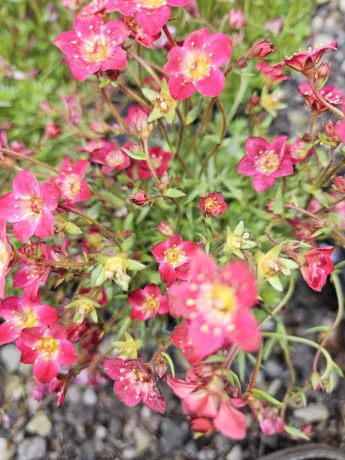 Saxifraga Touran Deep Red Bare Root Plant - Vibrant Perennial with Red Flowers for Garden, Easy Care, USA Grown