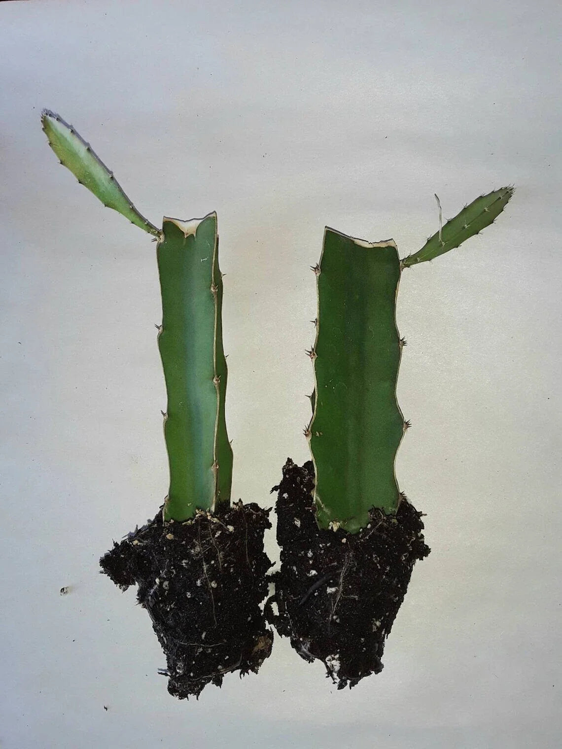 Dragon Fruit Cactus 2pk Rooted Cuttings, Hylocereus undatus, Tropical Edible Plant for Garden & Container