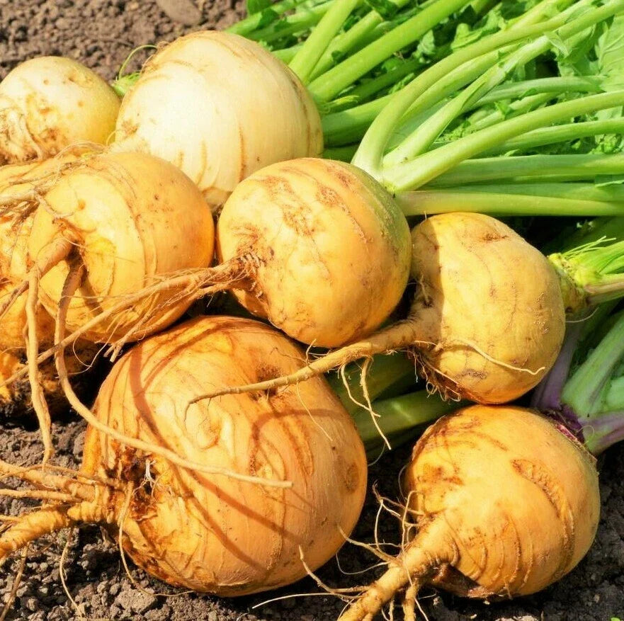 Golden Ball Turnip Seeds – Yellow White Globe Brassica rapa Vegetable Seeds for Home Garden, 2025 Planting