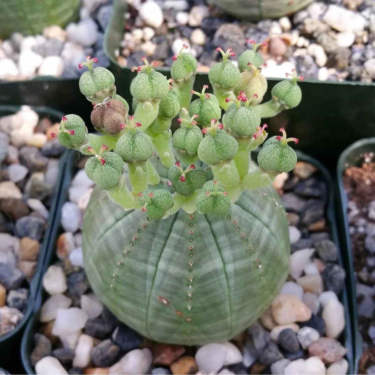 Live Indoor Succulent Plant - Euphorbia obesa Baseball Plant in 4-Inch Pot - Unique Round Shape, Easy Care Cactus