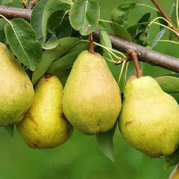 Kieffer Pear Tree Cuttings - 8 Unrooted Propagation Stem Cuttings, Cold Hardy (Zones 4-9), Fruit Tree Gardening