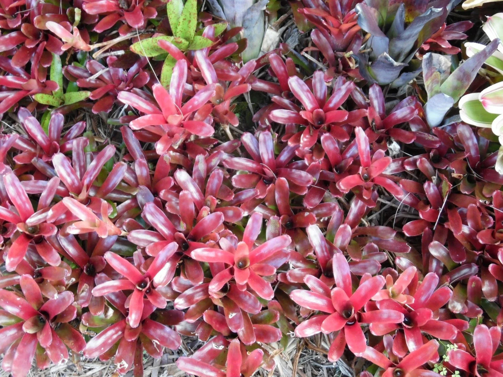 Small Neoregelia FIREBALL Bromeliad Tropical Plant - Bright Red Variegated Foliage, Indoor/Outdoor Houseplant