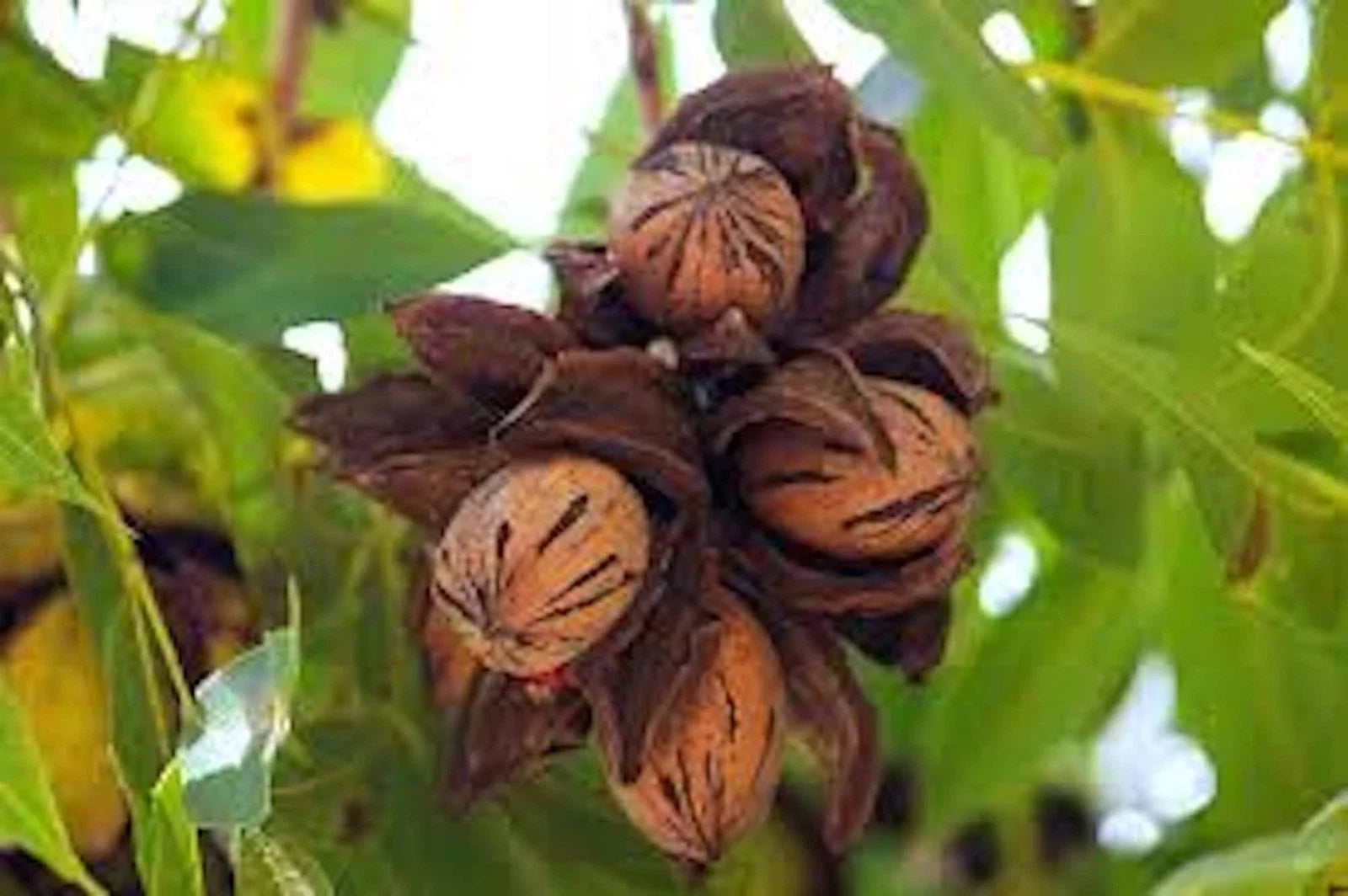 Pecan Tree Bare Root 12-24 Inches Carya illinoinensis Nut Tree for Home Garden or Orchard