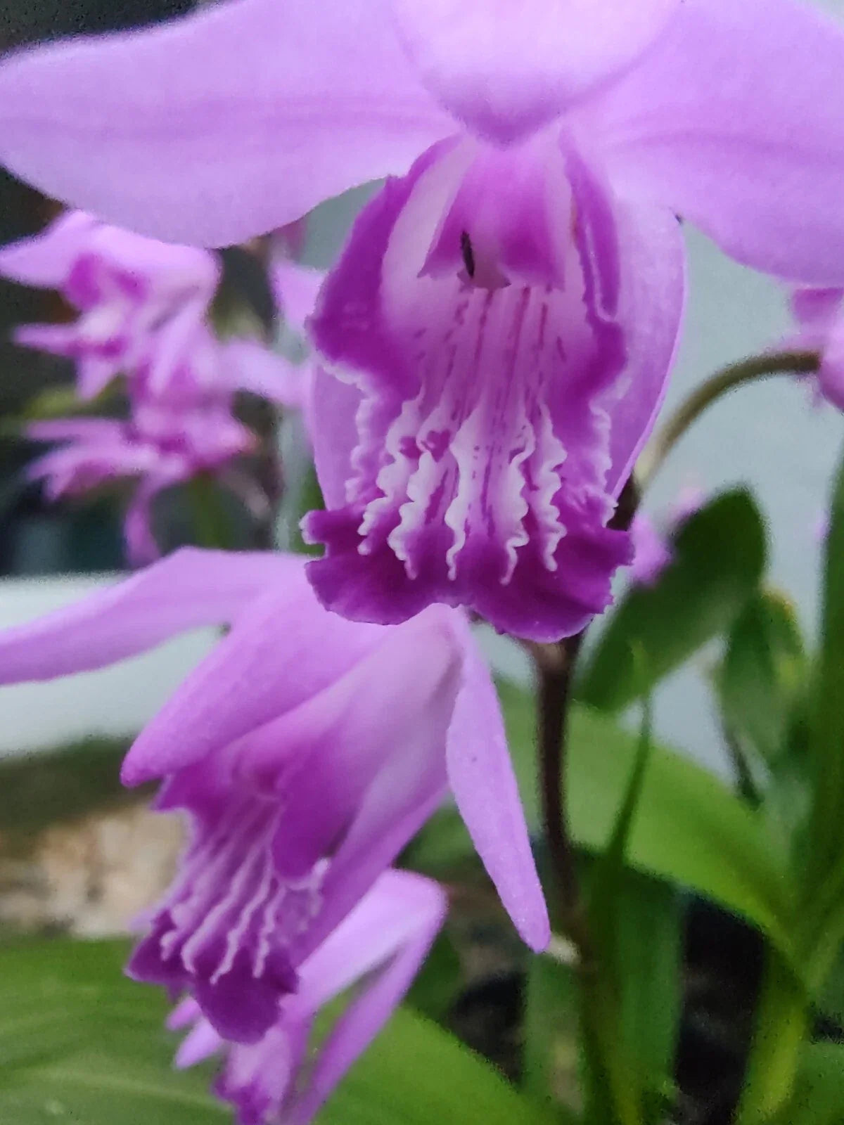 Bletilla striata Purple Ground Orchid Plant - Hardy Perennial for Garden or Container, Vibrant Purple Flowers
